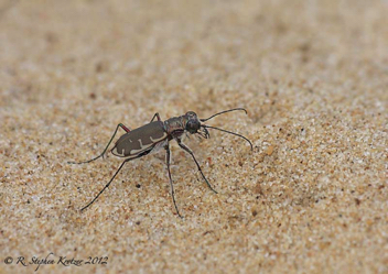 Cicindela repanda